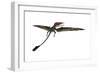 Eudimorphodon Was a Pterosaur That Lived During the Triassic Period-null-Framed Art Print