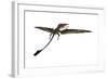 Eudimorphodon Was a Pterosaur That Lived During the Triassic Period-null-Framed Art Print