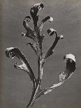 Silphium Iaciniatum, Kompassplanze, 1900-1928-Eugene Atget-Giclee Print