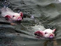 Pigs Compete Swimming Race at Pig Olympics Thursday April 14, 2005 in Shanghai, China-Eugene Hoshiko-Laminated Premium Photographic Print