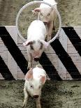 Pigs Compete the Obstacle Race at Pig Olympics Thursday April 14, 2005 in Shanghai, China-Eugene Hoshiko-Laminated Photographic Print