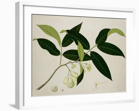 Eugenia Aquea-null-Framed Giclee Print