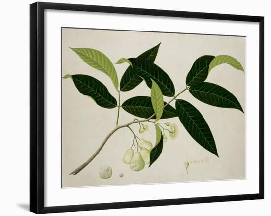 Eugenia Aquea-null-Framed Giclee Print