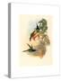 Eugenia Imperatrix (Empress Hummingbird)-Richter & Gould-Stretched Canvas