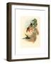 Eugenia Imperatrix (Empress Hummingbird)-Richter & Gould-Framed Giclee Print