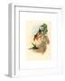 Eugenia Imperatrix (Empress Hummingbird)-Richter & Gould-Framed Giclee Print