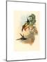 Eugenia Imperatrix (Empress Hummingbird)-Richter & Gould-Mounted Giclee Print