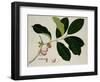 Eugenia Malaccensis-null-Framed Giclee Print