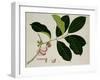 Eugenia Malaccensis-null-Framed Giclee Print