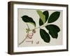 Eugenia Malaccensis-null-Framed Premium Giclee Print