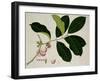 Eugenia Malaccensis-null-Framed Premium Giclee Print