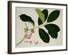 Eugenia Malaccensis-null-Framed Giclee Print