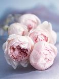 A Bunch of Pink Pastel Roses on a Blue Satin Background-Eugenio Franchi-Photographic Print