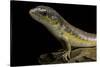 Eumeces Schneideri (Dotted Skink, Schneider's Skink or the Berber Skink)-Paul Starosta-Stretched Canvas