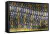 Eumeces Schneideri (Dotted Skink, Schneider's Skink or the Berber Skink)-Paul Starosta-Framed Stretched Canvas