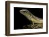 Eumeces Schneideri (Dotted Skink, Schneider's Skink or the Berber Skink)-Paul Starosta-Framed Photographic Print