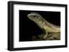 Eumeces Schneideri (Dotted Skink, Schneider's Skink or the Berber Skink)-Paul Starosta-Framed Photographic Print