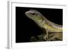 Eumeces Schneideri (Dotted Skink, Schneider's Skink or the Berber Skink)-Paul Starosta-Framed Photographic Print