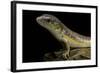 Eumeces Schneideri (Dotted Skink, Schneider's Skink or the Berber Skink)-Paul Starosta-Framed Photographic Print