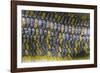 Eumeces Schneideri (Dotted Skink, Schneider's Skink or the Berber Skink)-Paul Starosta-Framed Photographic Print