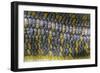 Eumeces Schneideri (Dotted Skink, Schneider's Skink or the Berber Skink)-Paul Starosta-Framed Photographic Print