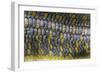 Eumeces Schneideri (Dotted Skink, Schneider's Skink or the Berber Skink)-Paul Starosta-Framed Photographic Print