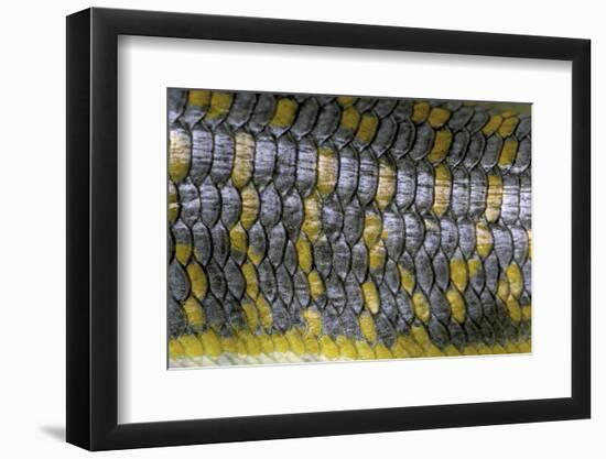 Eumeces Schneideri (Dotted Skink, Schneider's Skink or the Berber Skink)-Paul Starosta-Framed Photographic Print