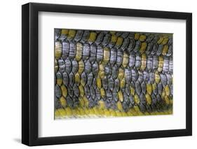 Eumeces Schneideri (Dotted Skink, Schneider's Skink or the Berber Skink)-Paul Starosta-Framed Photographic Print