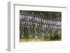 Eumeces Schneideri (Dotted Skink, Schneider's Skink or the Berber Skink)-Paul Starosta-Framed Photographic Print