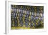 Eumeces Schneideri (Dotted Skink, Schneider's Skink or the Berber Skink)-Paul Starosta-Framed Photographic Print