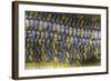 Eumeces Schneideri (Dotted Skink, Schneider's Skink or the Berber Skink)-Paul Starosta-Framed Photographic Print