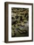 Eunectes Murinus (Anaconda)-Paul Starosta-Framed Photographic Print