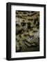 Eunectes Murinus (Anaconda)-Paul Starosta-Framed Photographic Print