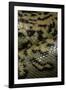 Eunectes Murinus (Anaconda)-Paul Starosta-Framed Photographic Print