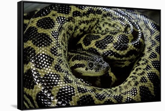 Eunectes Notaeus (Yellow Anaconda)-Paul Starosta-Framed Stretched Canvas