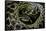 Eunectes Notaeus (Yellow Anaconda)-Paul Starosta-Framed Stretched Canvas