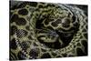 Eunectes Notaeus (Yellow Anaconda)-Paul Starosta-Stretched Canvas