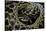 Eunectes Notaeus (Yellow Anaconda)-Paul Starosta-Stretched Canvas