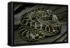 Eunectes Notaeus (Yellow Anaconda)-Paul Starosta-Framed Stretched Canvas