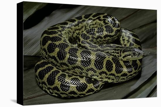 Eunectes Notaeus (Yellow Anaconda)-Paul Starosta-Stretched Canvas