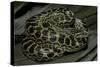 Eunectes Notaeus (Yellow Anaconda)-Paul Starosta-Stretched Canvas