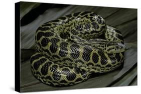 Eunectes Notaeus (Yellow Anaconda)-Paul Starosta-Stretched Canvas