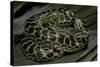 Eunectes Notaeus (Yellow Anaconda)-Paul Starosta-Stretched Canvas