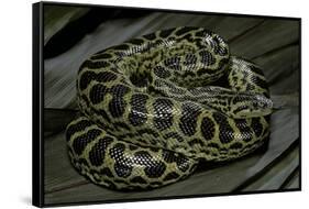 Eunectes Notaeus (Yellow Anaconda)-Paul Starosta-Framed Stretched Canvas