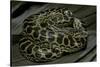 Eunectes Notaeus (Yellow Anaconda)-Paul Starosta-Stretched Canvas