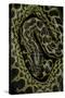 Eunectes Notaeus (Yellow Anaconda)-Paul Starosta-Stretched Canvas