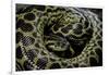 Eunectes Notaeus (Yellow Anaconda)-Paul Starosta-Framed Photographic Print