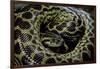 Eunectes Notaeus (Yellow Anaconda)-Paul Starosta-Framed Photographic Print