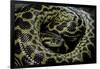 Eunectes Notaeus (Yellow Anaconda)-Paul Starosta-Framed Photographic Print