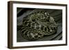 Eunectes Notaeus (Yellow Anaconda)-Paul Starosta-Framed Photographic Print